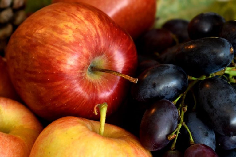 alimentación de otoño vitoria-gasteiz